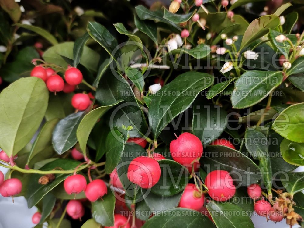 Gaultheria Big Berry (Wintergreen) 1 