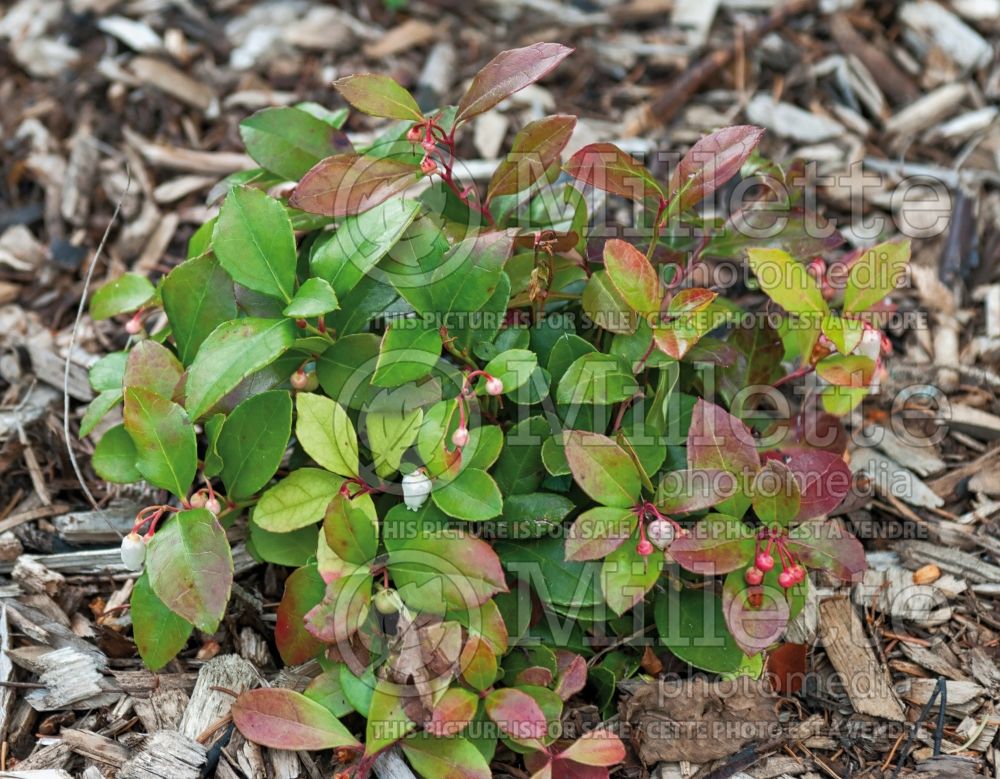 Gaultheria procumbens (Wintergreen) 10 