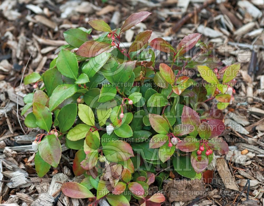 Gaultheria procumbens (Wintergreen) 10