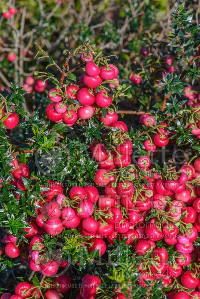 Gaultheria Crimsonia (wintergreen) 1 