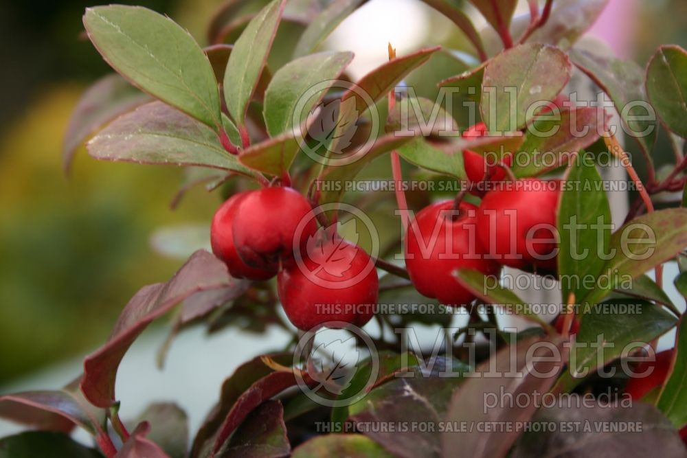 Gaultheria procumbens (Wintergreen) 9 