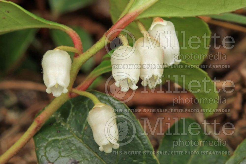 Gaultheria procumbens (Wintergreen) 6 