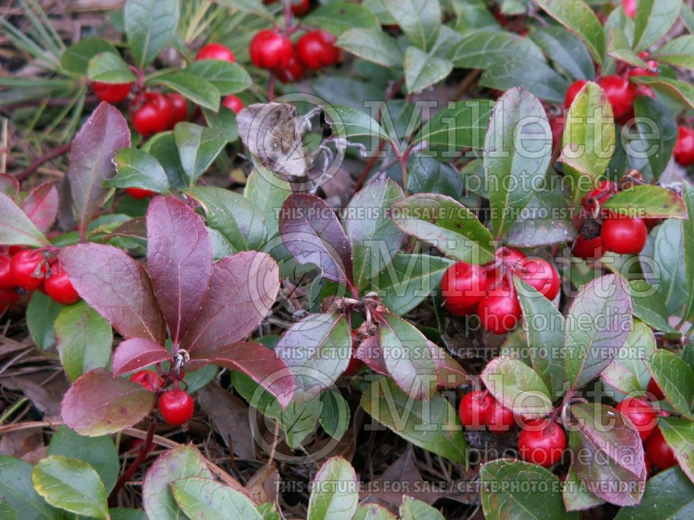 Gaultheria procumbens (Wintergreen) 7 