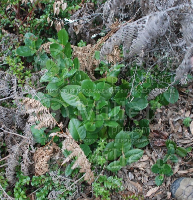 Gaultheria shallon (Salal) 1 