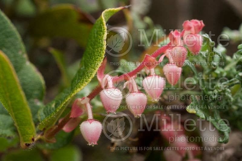 Gaultheria shallon (Salal) 2 