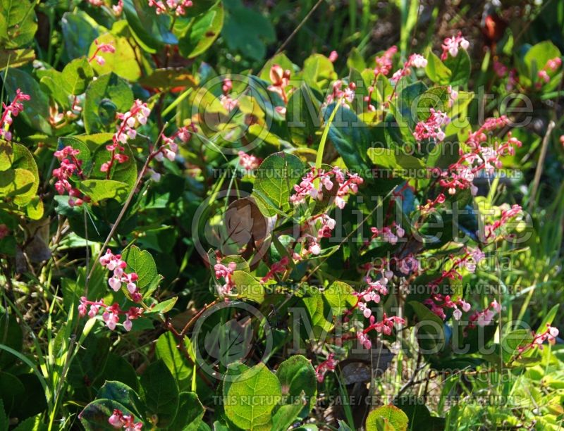 Gaultheria shallon (Salal) 4 