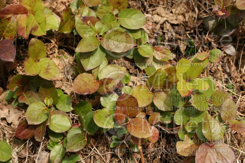 Gaultheria shallon (Salal) 5 