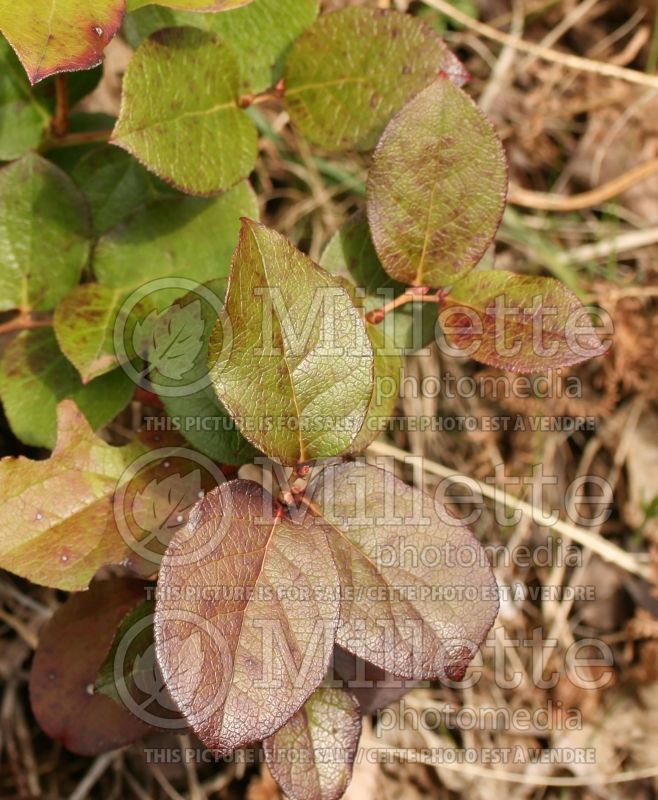 Gaultheria shallon (Salal) 6 