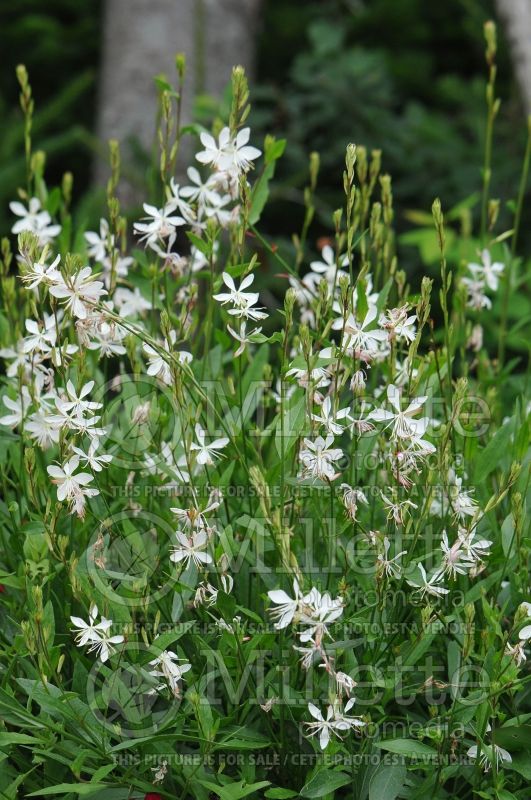 Gaura Whirling Butterflies (Gaura) 5 