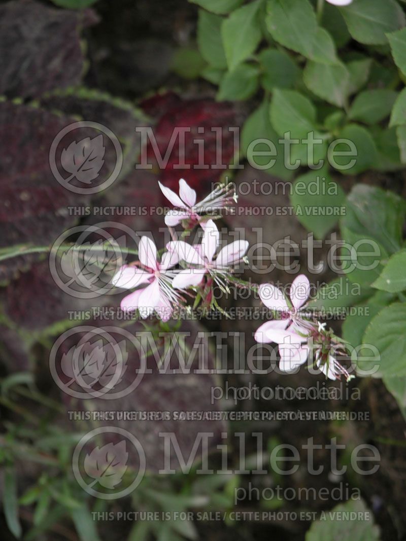 Gaura Passion Blush (Gaura)  1