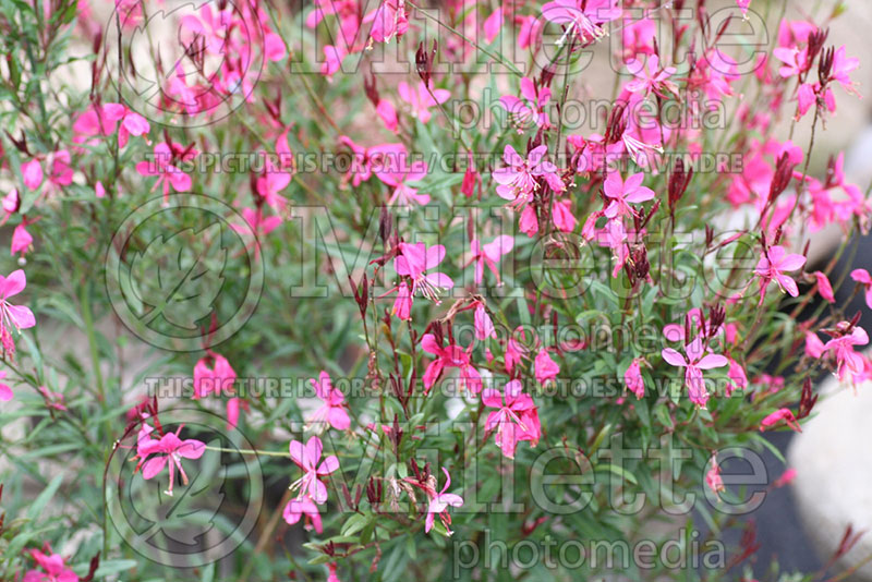 Gaura lindheimeri (Gaura) 1 