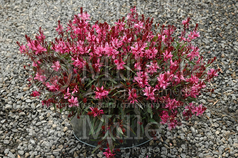 Gaura Karalee Petite Pink (Gaura) 1 