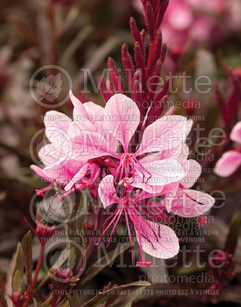 Gaura Passionate Blush (Gaura)  2