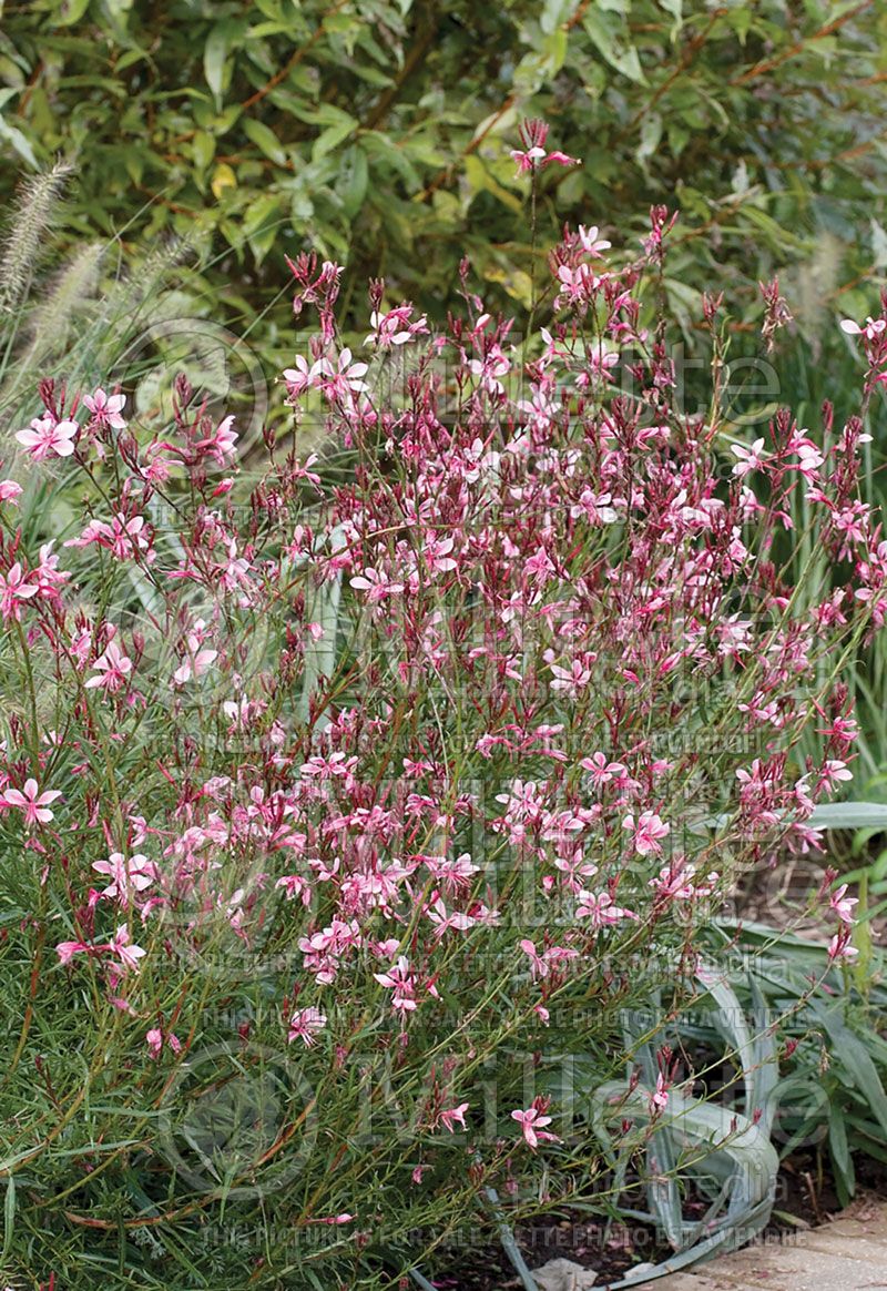 Gaura Passionate Blush (Gaura)  1