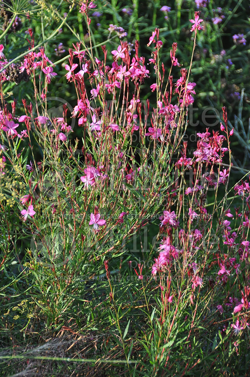 Gaura Siskiyou Pink (Gaura) 3 