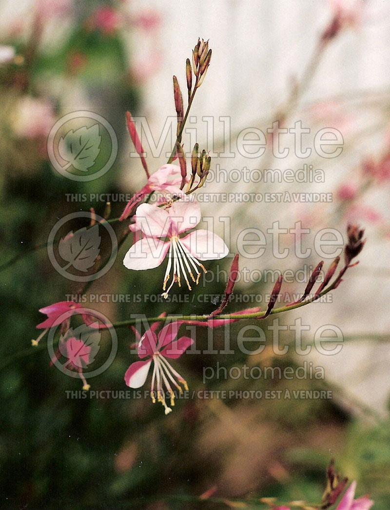 Gaura Siskiyou Pink (Gaura) 1 