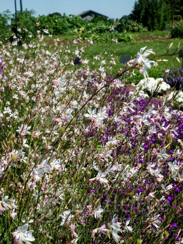 Gaura Sparkle White (Gaura) 1 