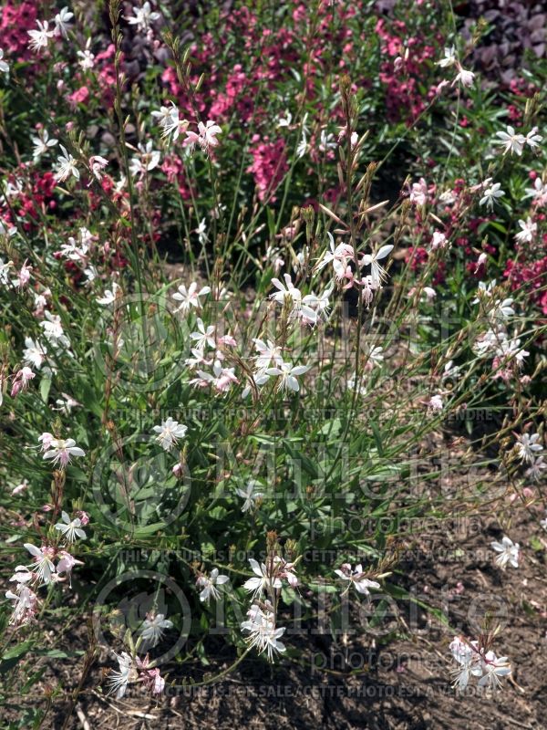 Gaura Sparkle White (Gaura) 3 