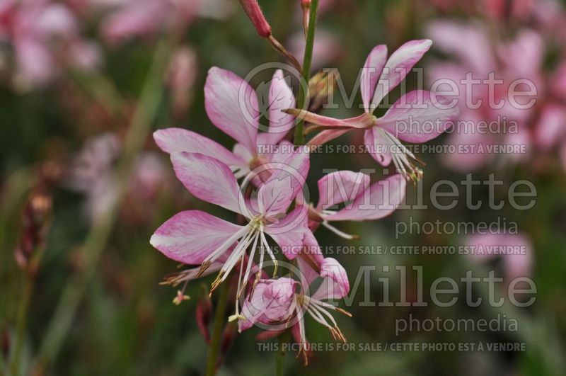 Gaura Stratosphere Pink Picotee (Gaura) 1 