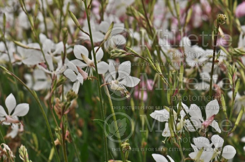 Gaura Stratosphere White (Gaura) 1 