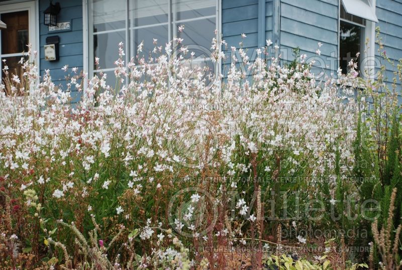 Gaura Whirling Butterflies (Gaura) 2 