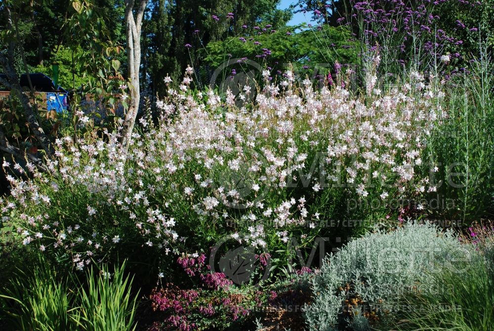 Gaura Whirling Butterflies (Gaura) 3 