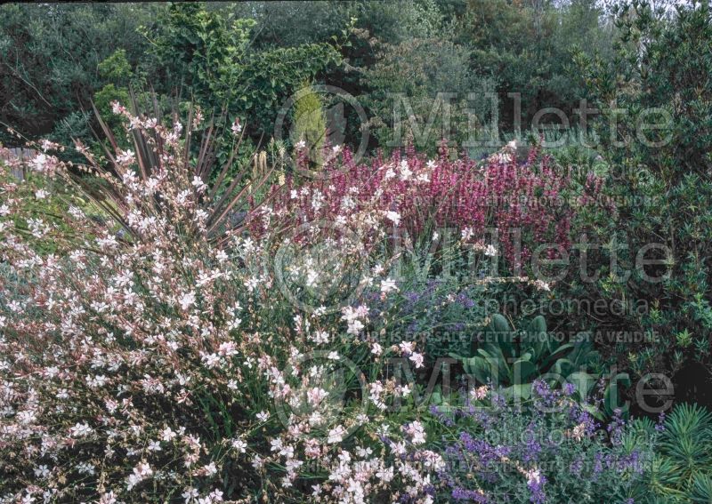 Gaura Whirling Butterflies (Gaura) 8 