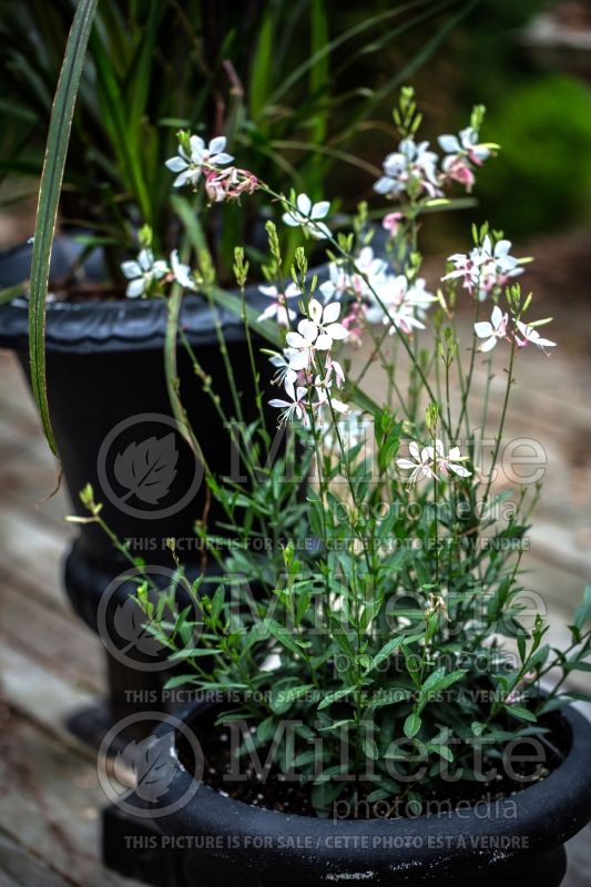 Gaura Whirling Butterflies (Gaura) 6 