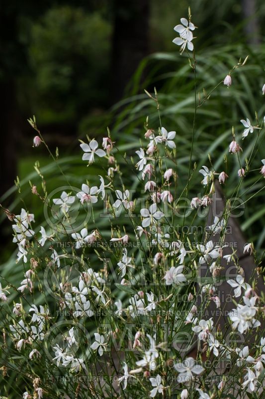 Gaura Whirling Butterflies (Gaura) 7 