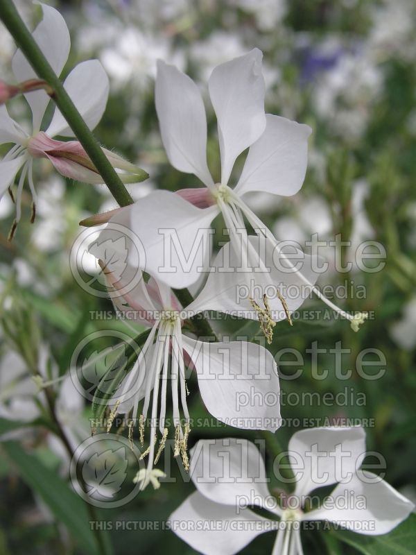 Gaura Whirling Butterflies (Gaura) 4 