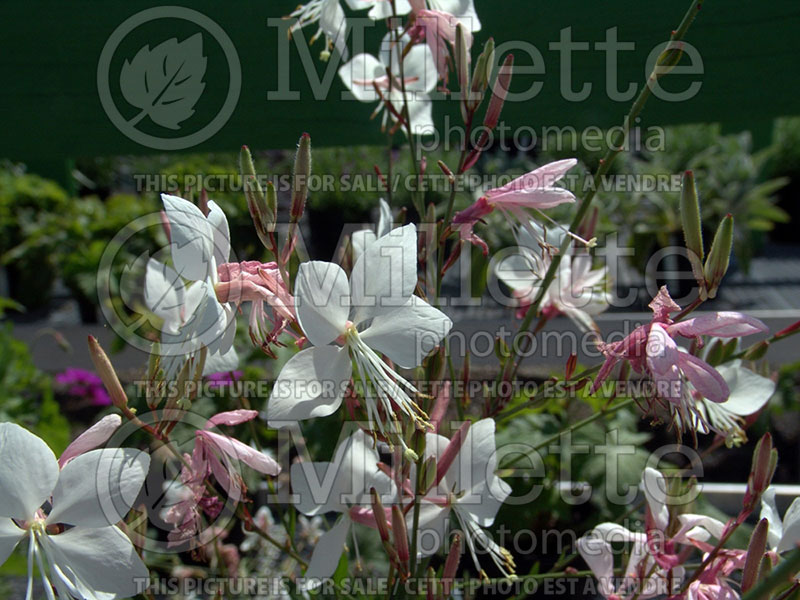 Gaura ou Oenothera Snow Fountain (Gaura) 1 