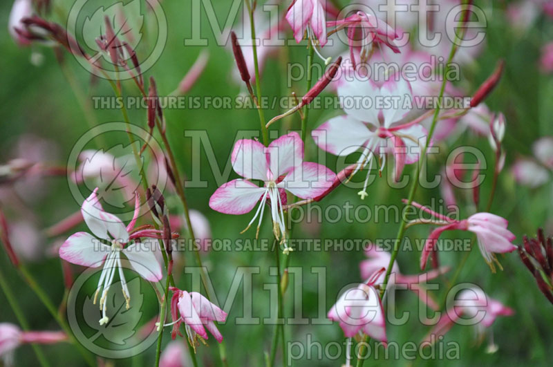 Gaura Rosy Jane (Gaura) 1 