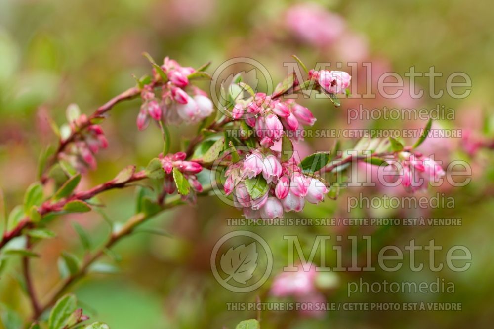 Gaylussacia brachycera (box huckleberry) 2 