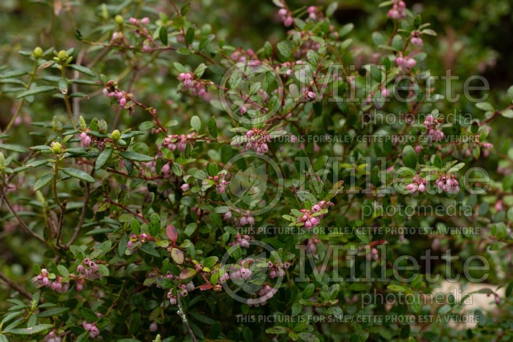 Gaylussacia brachycera (box huckleberry) 1 