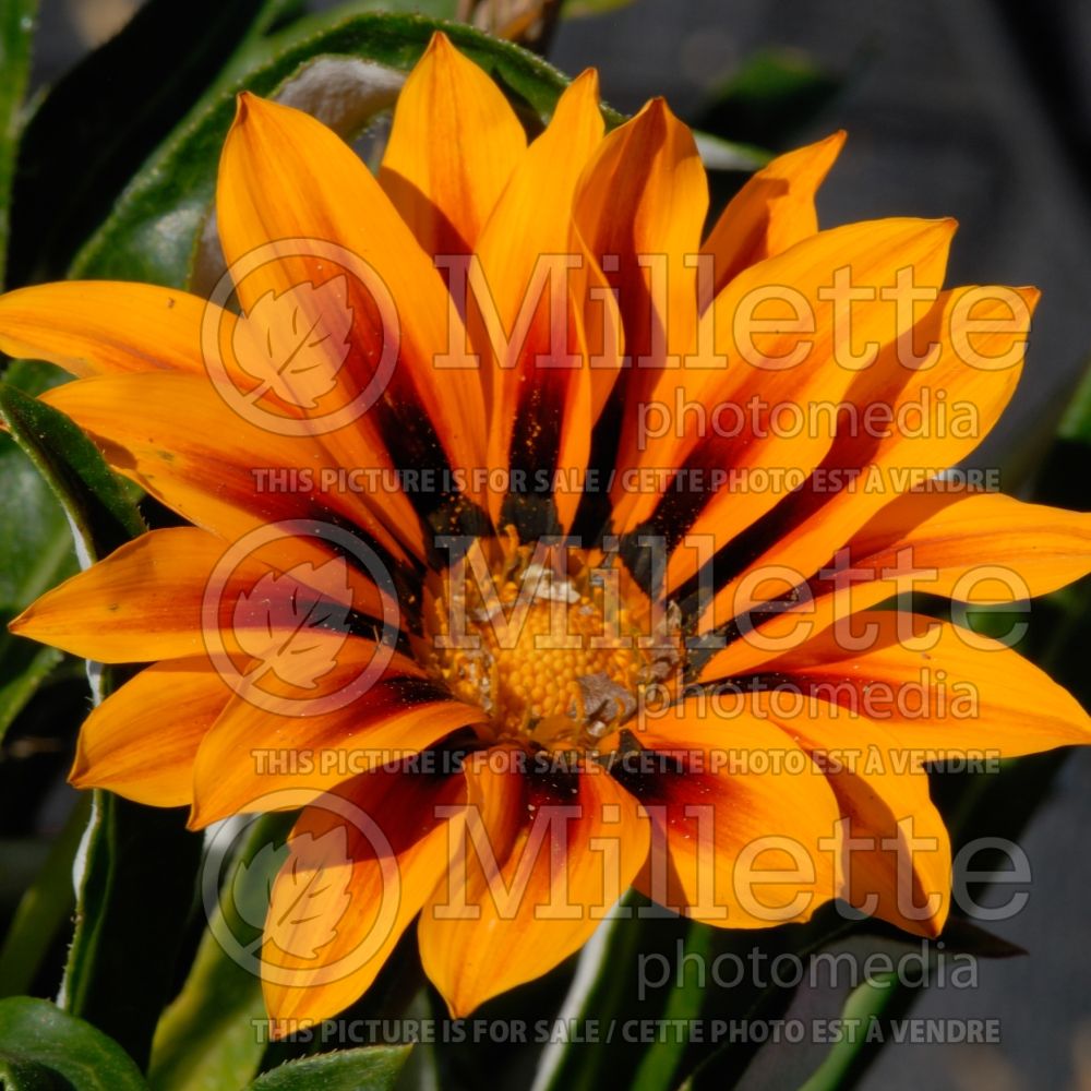 Gazania Kiss Frosty Orange Flame (Treasure Flower) 1 