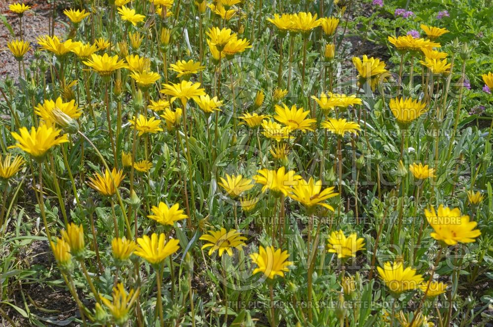 Gazania rigens (Treasure Flower) 1 