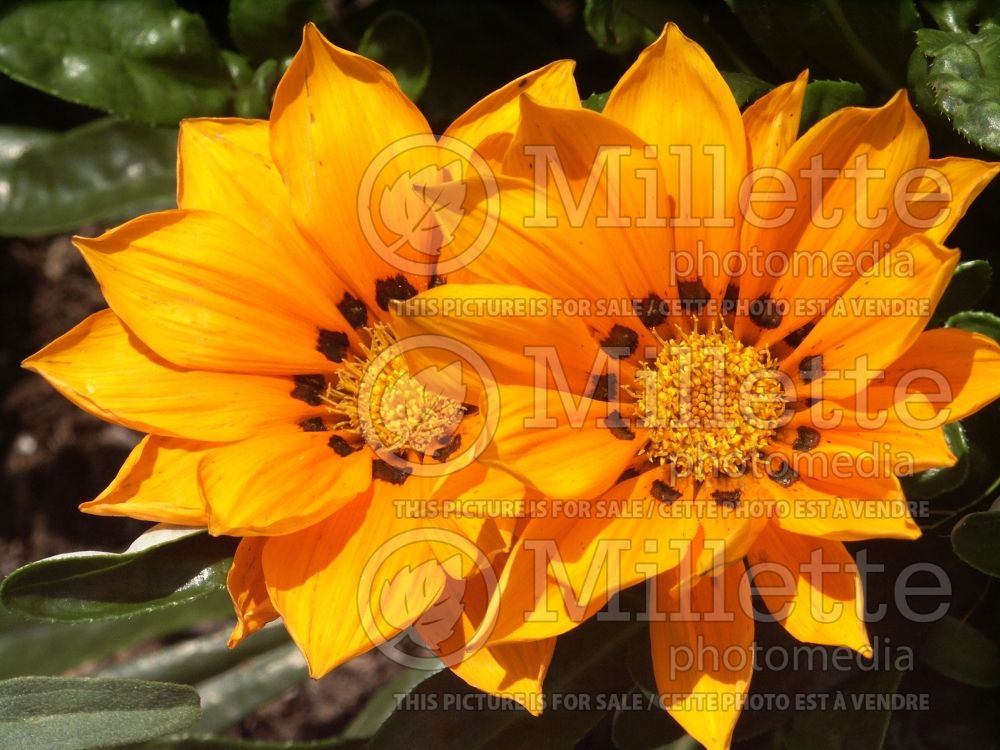 Gazania Talent Orange (Treasure Flower) 1 