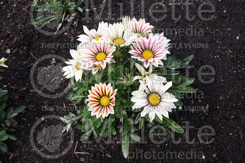 Gazania Big Kiss White Flame (Treasure Flower)  1