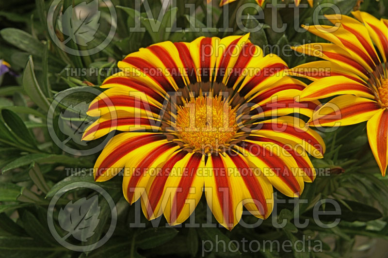 Gazania Big Kiss Yellow Flame (Treasure Flower) 1 