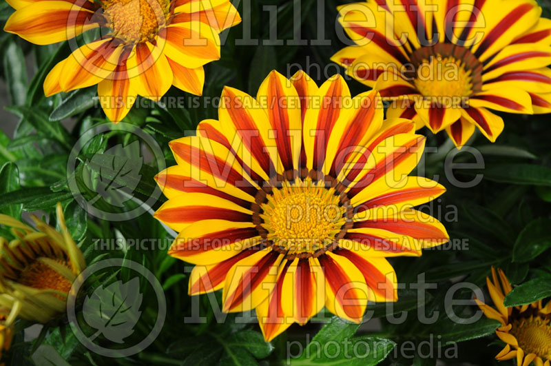 Gazania Big Kiss Yellow Flame (Treasure Flower) 2 