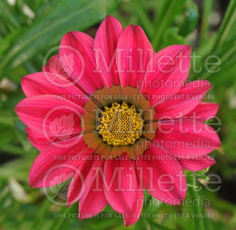 Gazania Red Shades (Treasure Flower) 1 