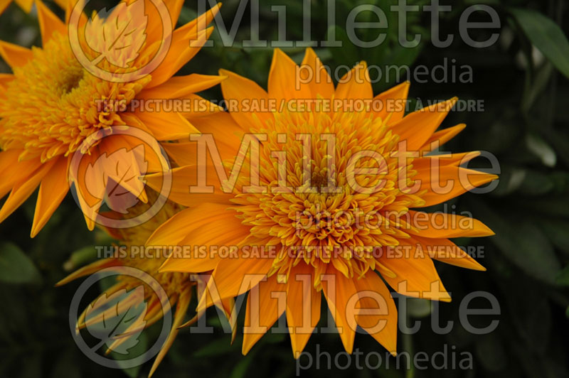 Gazania SunBathers Gold Coast (Treasure Flower) 1 