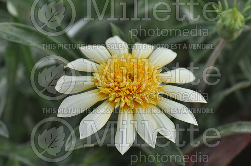 Gazania SunBathers Moonlight (Treasure Flower) 1 