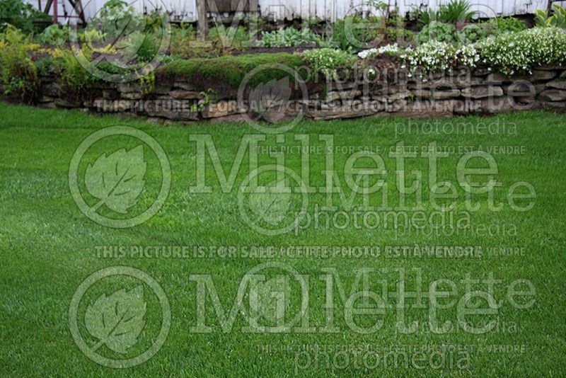 Healthy green lawn (Grass)  2