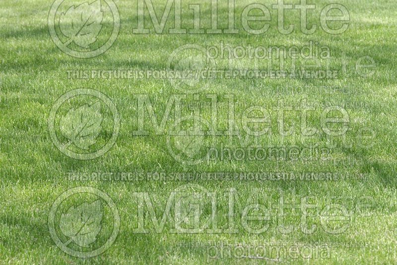 Healthy green lawn (Grass)  3