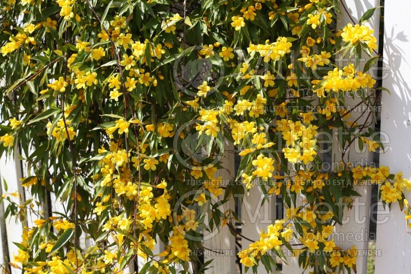 Gelsemium sempervirens (false jasmine or false jessamine) 3 