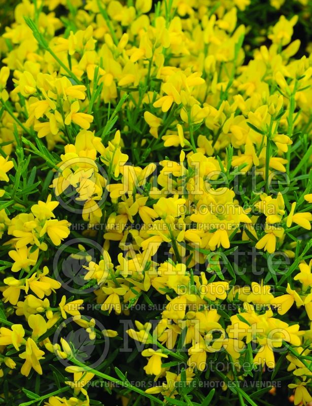 Genista lydia (Dyer's Greenwood ) 2 