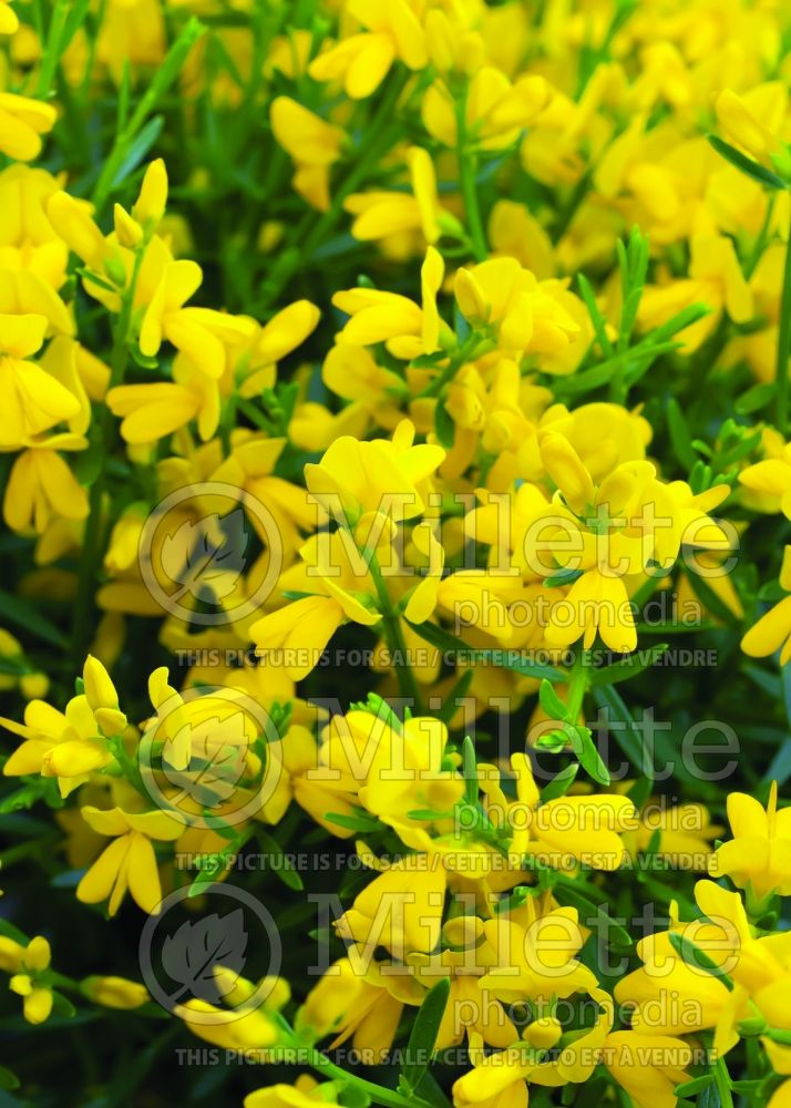 Genista lydia (Dyer's Greenwood ) 3 