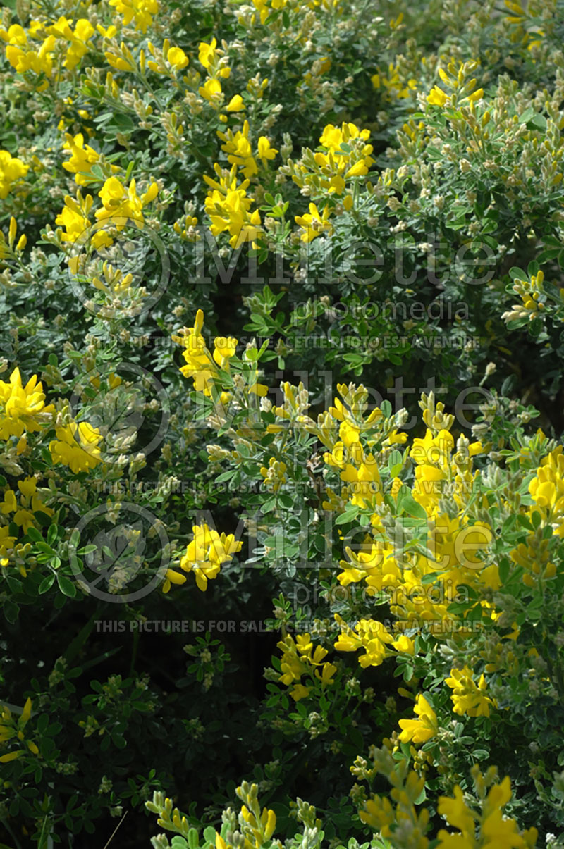 Genista aka Cytisus Porlock (Dyer's Greenwood ) 1 