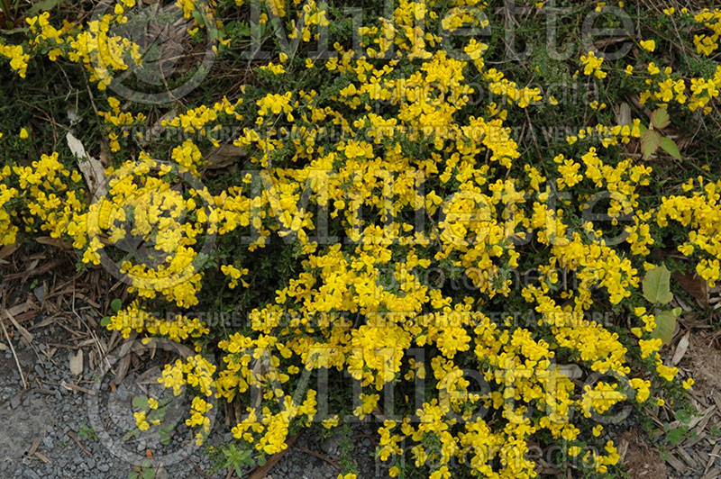 Genista Gold Flash (Woadwaxen)  2